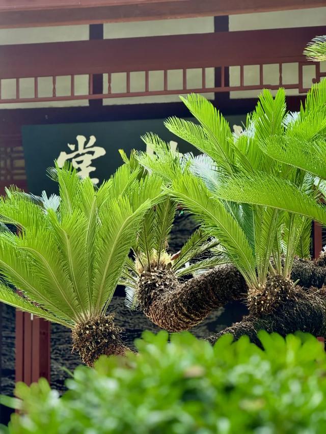 草堂铁树开花？在哪里？长啥样？快来看！