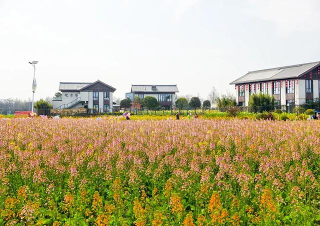 100%出片!郫都蝴蝶村彩色油菜花海,进入最美花期