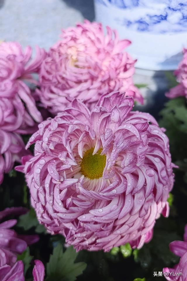 拱墅区菊花展分会场，无需预约无需门票，逛桥西历史直接赏菊花