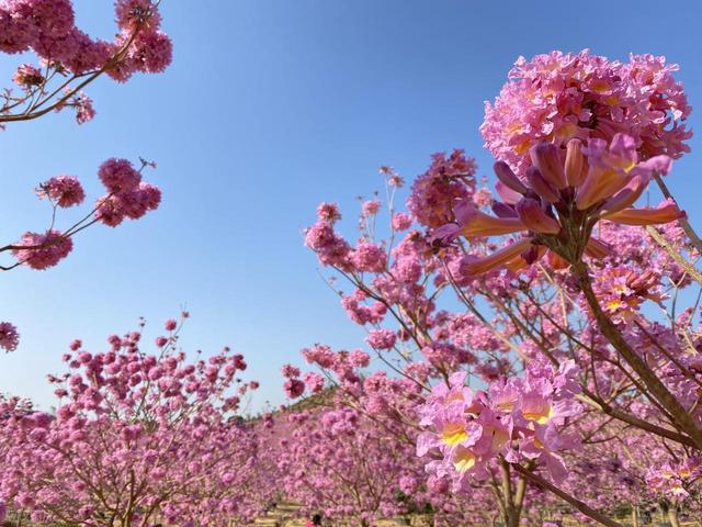 没门票没停车费！广东江门两个紫花风铃木花海，正是观赏期人还少