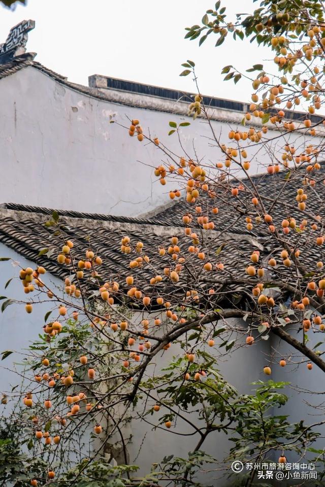 好多人在拍！苏州到底有谁在啊