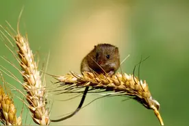 老鼠最怕什么气味？用什么东西可以赶走老鼠，让它不敢来？图片