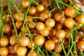 网红水果黄皮销量火爆，这四类人群请谨慎食用！图片