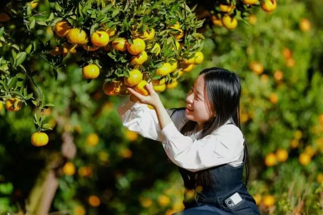 即将开幕！南安这里的芦柑，承包你的秋日甜蜜