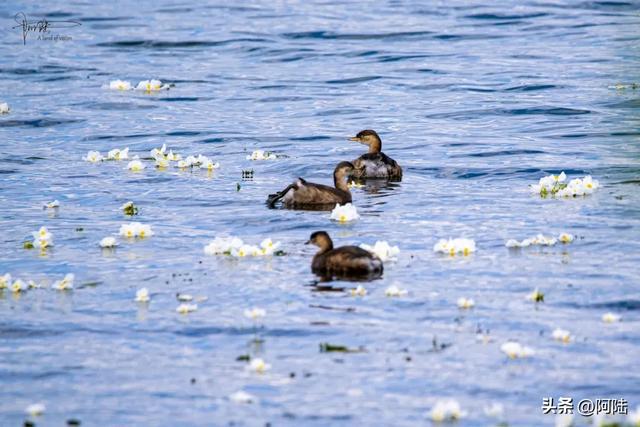 洱海鸟事之：幸福的黑水鸡和䴙䴘，在这里可敞吃国家二级保护植物
