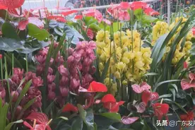 普宁市洪阳镇花卉产业——以绿美生态建设推动高质量发展图片