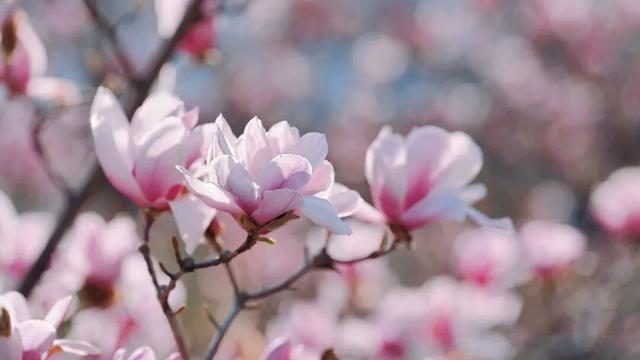 绝美！又是一年玉兰开