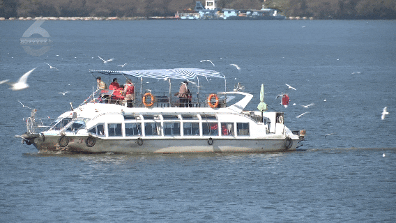 观鸥赏杏，冬天就要这么惬意！这些活动都排到明年了……