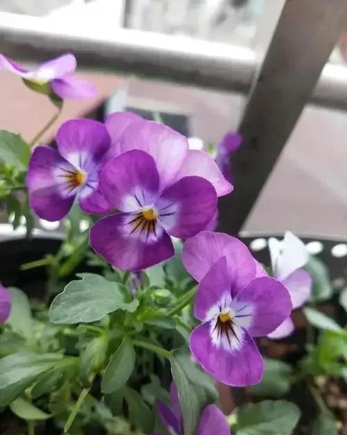 养花二十多年，吐槽好看难养、新手慎入的6大＂颜值杀手＂