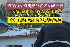 未过门女婿帮未来丈母娘干活，出大力，网友：婚前比驴还能干图片