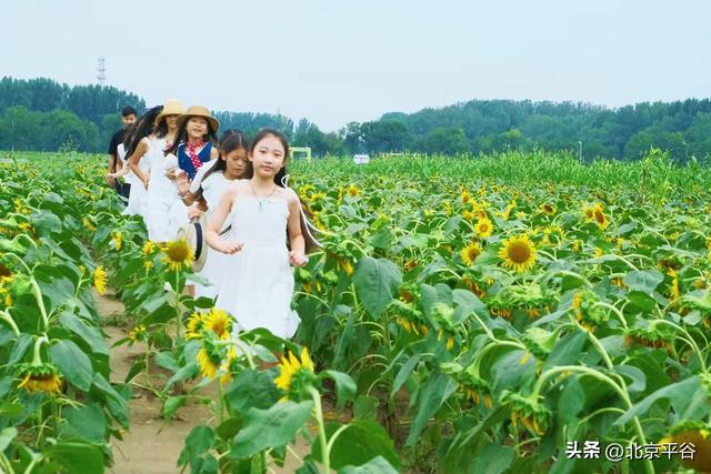 北京平谷“河畔花苑”百亩向日葵盛放，打造沉浸式金秋艺术新地标