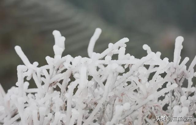 寒潮“炫技”成功！三江这地方浪漫值拉满