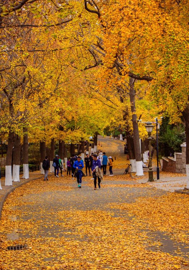 落叶缓扫，青岛留住秋日诗意