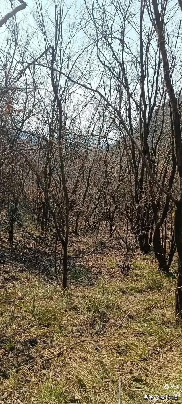 探秘楠溪江源头之三——初探这片鲜为人知的原始森林