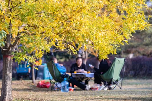 未央之秋，共赴一场金色约会