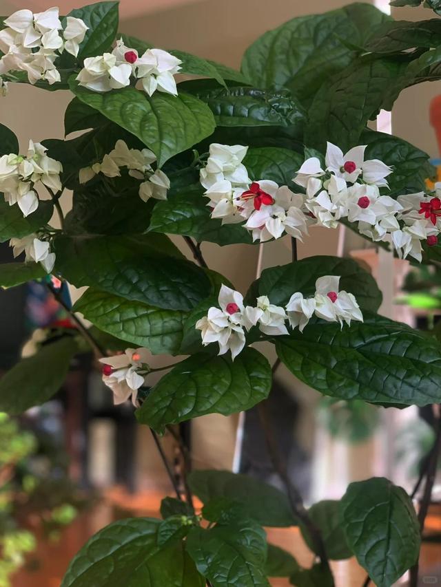 泉州一老街，有一株“龙吐珠”开成花墙，看到的人都直呼“太美”