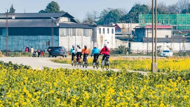 崇州第一波油菜花开了，在这里……
