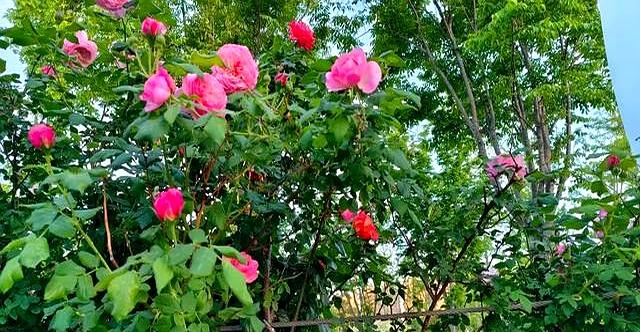 我发现了拯救焦虑情绪的好方法！一定要走出去