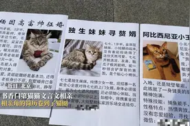 北京相亲角的风吹到了猫圈 书香门第猫咪文言文相亲图片