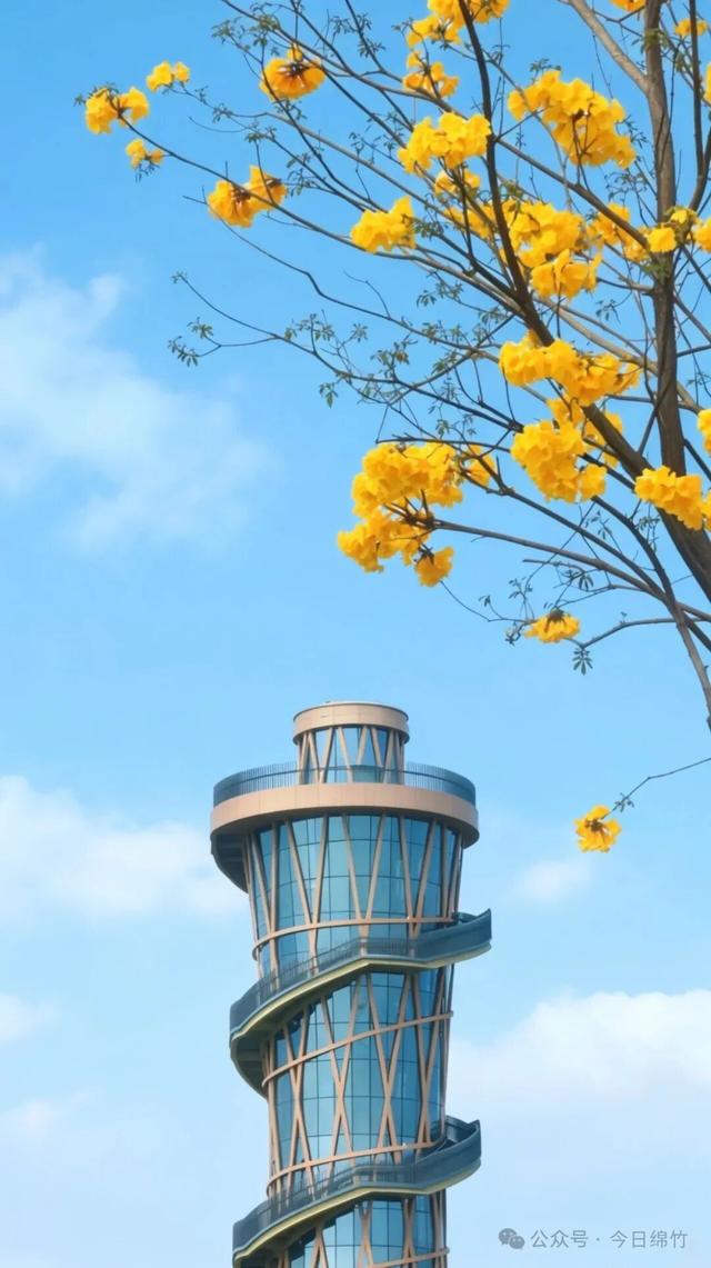 绵竹这里太美了！适合遛娃、运动、拍照，还有风铃木花海......