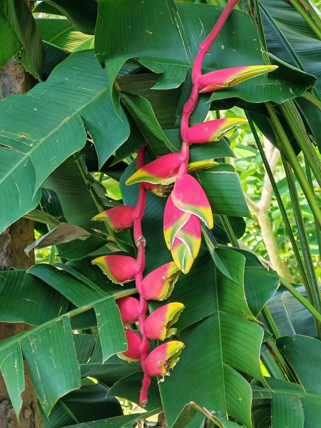 在植物园里寻找哲理