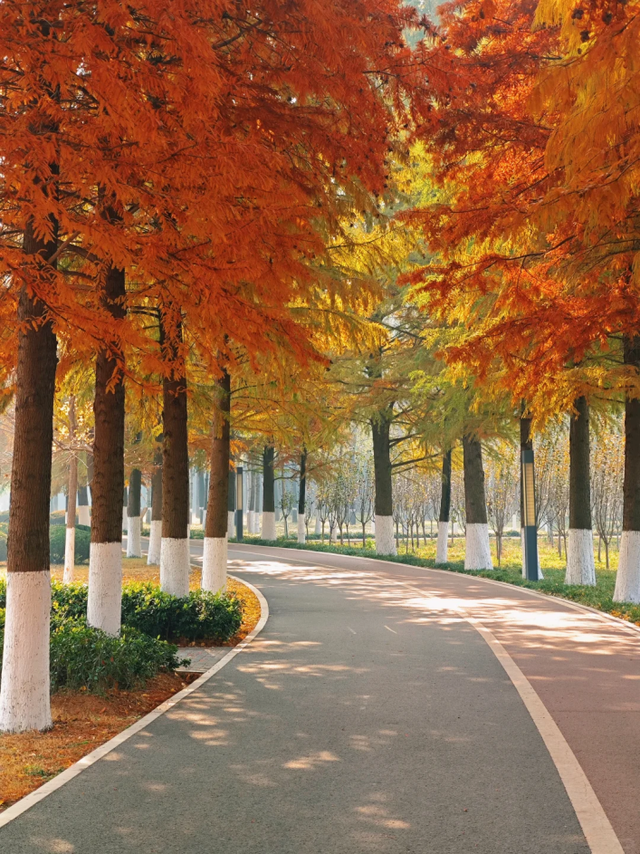 来临沂看日出！逛早市！一起「点靓」沂河的夜