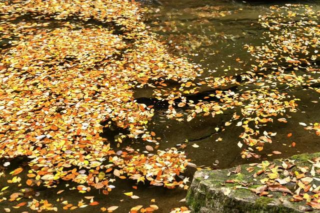 初冬梨平，是秋意没藏好的温柔