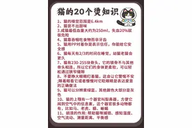 “不要睁大眼睛看着猫！”那关于猫的20个冷知识~图片