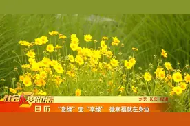 日照：“赏绿”变“享绿” “微幸福”就在身边图片
