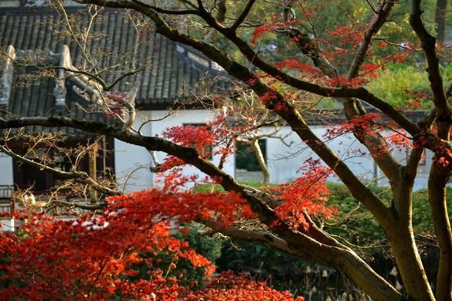 上海深秋封神路线！红叶燃秋+古寺银杏，3条私藏线承包你的诗意