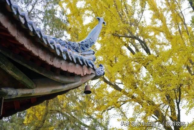 百年一树金，赴武侯祠寻一场秋日的绚烂