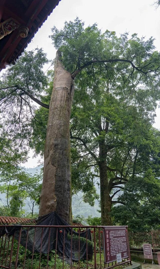 发现·公园城市 | 山风拂古寺，红豆映禅心