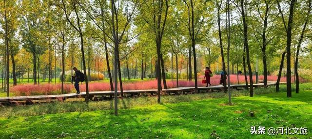 秦皇岛最大临海公园迎来"颜值巅峰",栈桥听海、枫林斑斓,打卡走起!