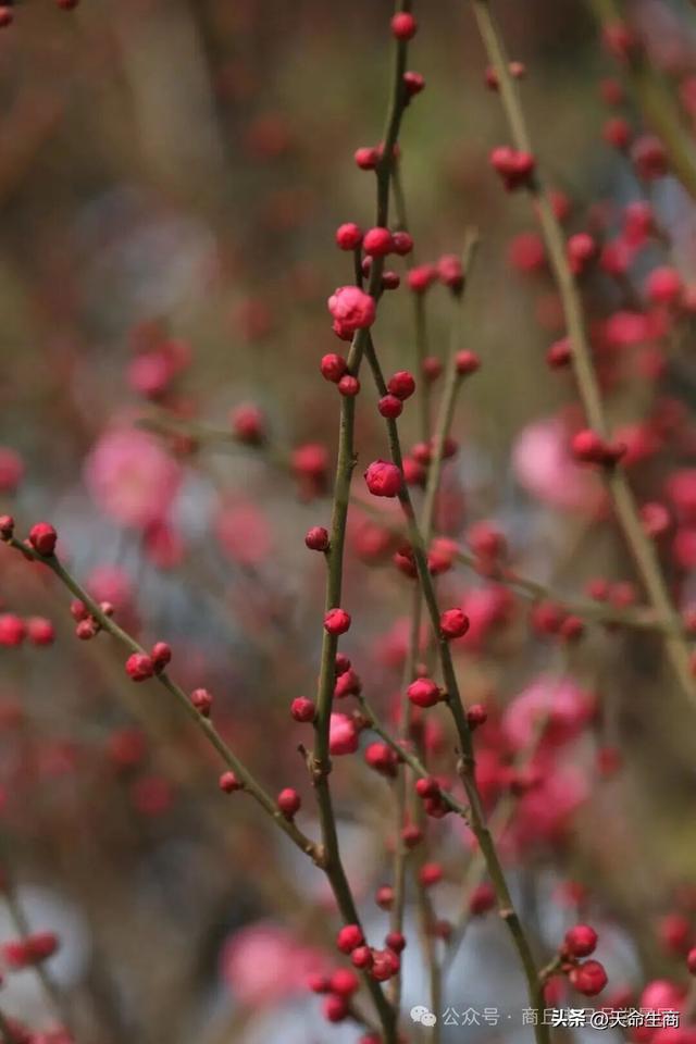 商丘日月湖梅花初绽，邀你共赴寻香之约