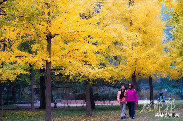 丛台金叶映笑颜 市民乐享好时光