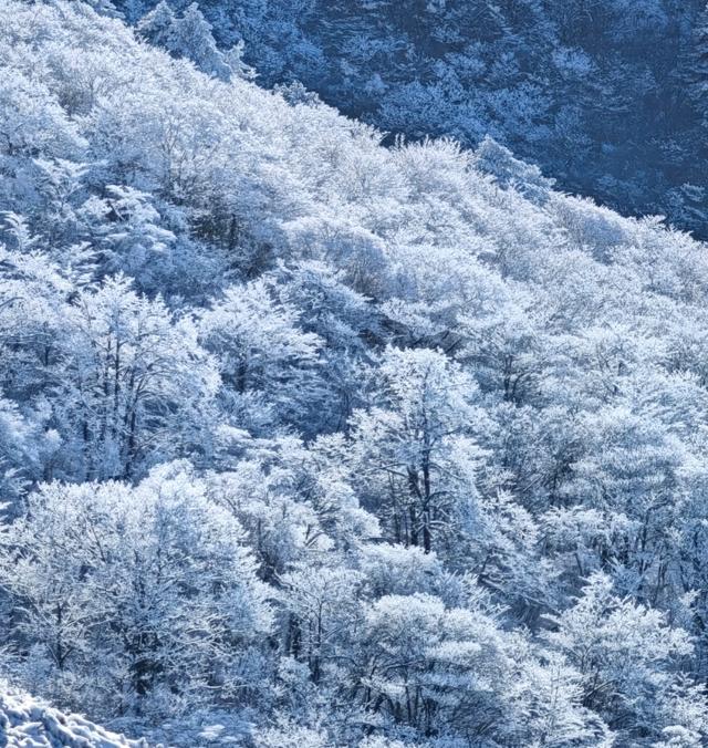 黄山雾凇正“开挂”！这份观赏攻略直接抄