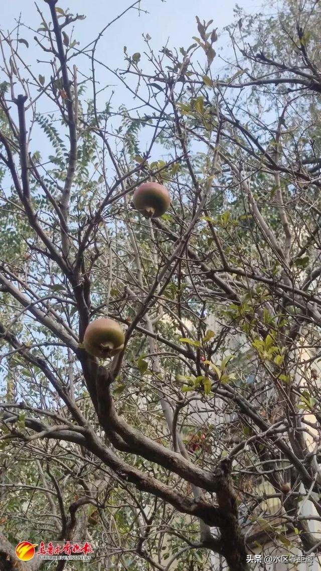 红石榴餐厅成最新网红地标，游客络绎不绝