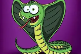 眼镜王蛇的蛋为何碰不得？云南村民进山挖菌，竟发现65枚拦路蛋图片