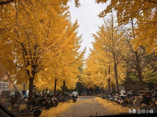 【石家庄】河北经贸大学银杏节预览，随手一拍都是壁纸
