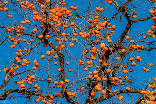漫山遍野的红柿子，没门票却是陕西原生态小村，周边游玩攻略来了