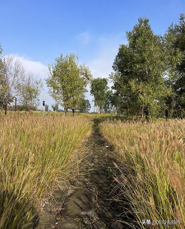 成都被冷落的彩林公园，惊艳无比，不要门票，地铁公交车直达！