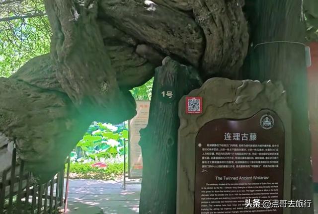 成都最出名的桂花观赏地，超级低调，桂香四溢，地铁公交车直达！