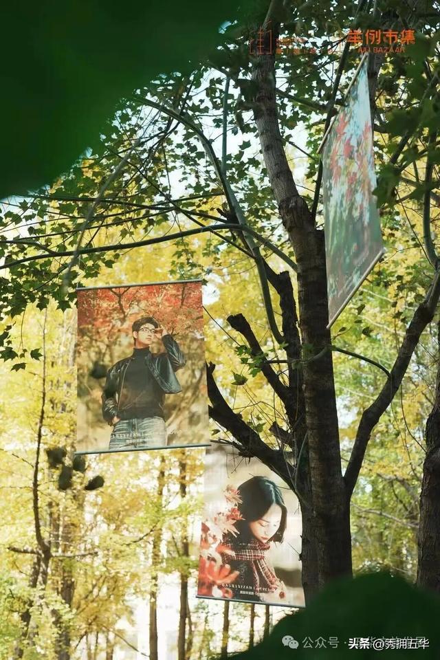 赏银杏、会海鸥，邂逅一场丰容的“昆明式暖冬”