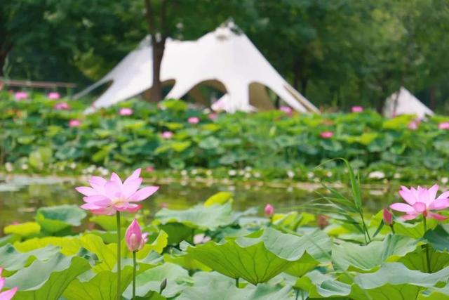 夏天必冲！丰台新增两家官方盖章的帐篷露营地！周末来王佐镇露营藏不住了！
