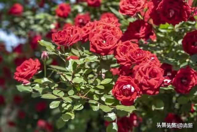 真心喜欢，真心爱，就不要怕付出