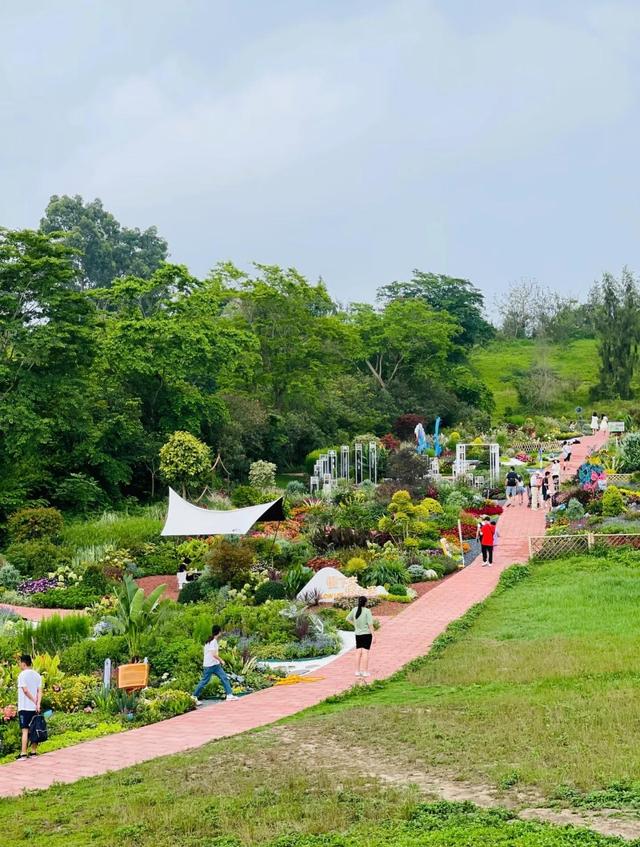 厦门植物园西山园，这里花海美得不像话，简直就是天然的莫奈花园