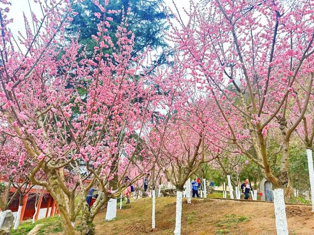 暗香浮动报春归！徽县州主山梅花悄然绽放，邀您共赴春日之约