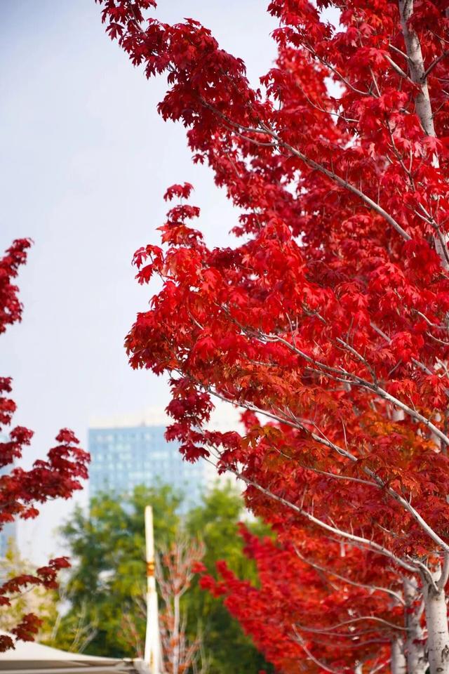 临沂秋日免费打卡全攻略 | 这10个宝藏地遛娃拍照绝了！