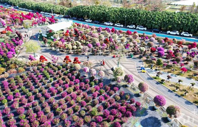 最佳赏花期到了！