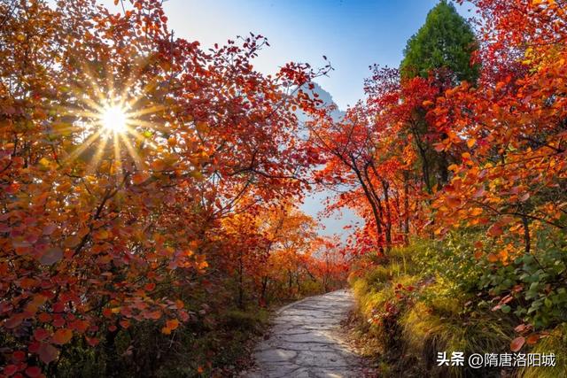 错过再等一年!洛阳红叶加载量进入倒计时!